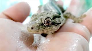 Homopholis arnoldi - Black Tongue Flick by Ingo Hess 402 views 6 years ago 2 minutes, 6 seconds