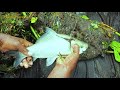 Most Satisfying Net Fishing Video। Amazing Fish Catching by Net