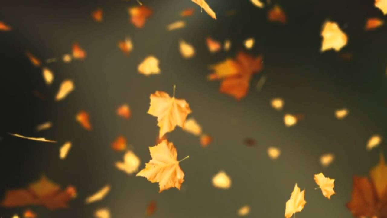 Falling Autumn Leaves Background loop 2 Read Desc