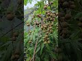 Growing Longan Fruit Tree In my Garden #rainsounds 🌧