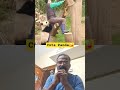 டாடி நான் உன்ன பிடிச்சிக்கிறேன்.... #panda #funny #cute