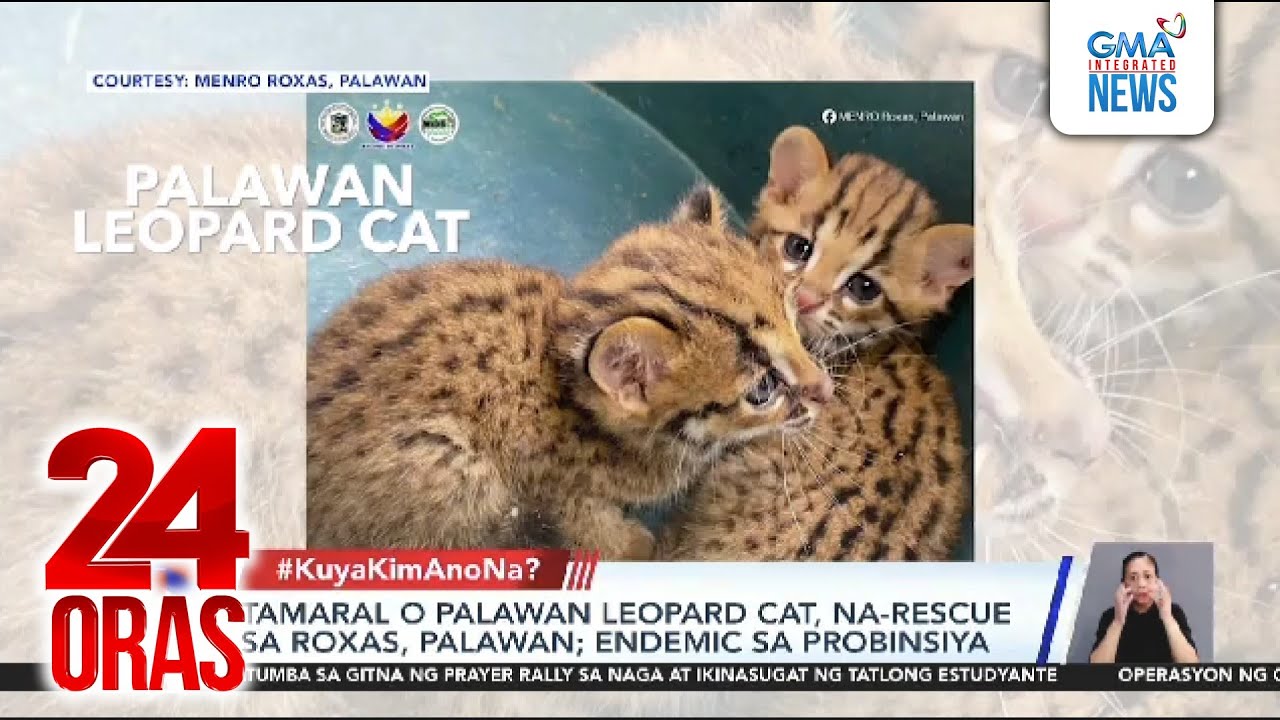 Tamaral o Palawan Leopard Cat, na-rescue sa Roxas, Palawan; endemic sa probinsya | 24 Oras