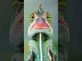 Be AMAZED By Chameleon S Tongue рџ Ћрџ рџЋЇ Animalfacts Chameleon Wildlife Be AMAZED By Chameleon S Tongue рџ Ћрџ рџЋЇ Animalfacts Chameleon Wildlife