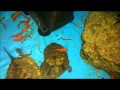 イシガメ用の水槽と濾過器を作ってみた。♂ハッテン場編♂