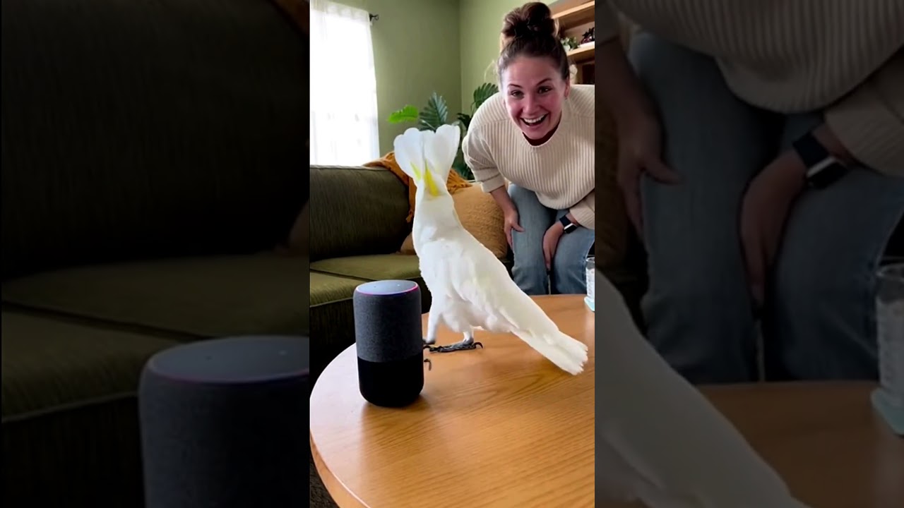 Танцевальные движения требуют страхового покрытия.