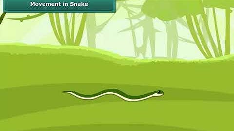 Movement in Snake | Class 6 | Science