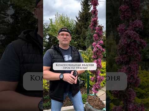колоновидная яблоня - просто ураган www.rusroza ru #рек #загородныйдом #сад