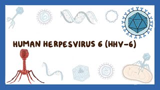 Human herpesvirus 6 Roseola