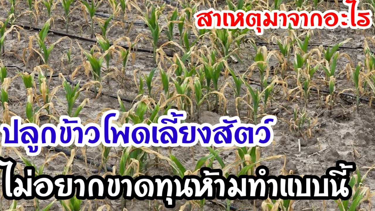 สูตรพ่นสารกำจัดวัชพืชในไร่ข้าวโพด ห้ามทำสิ่งนี้โดยเด็ดขาดหากไม่อยากขาดทุน