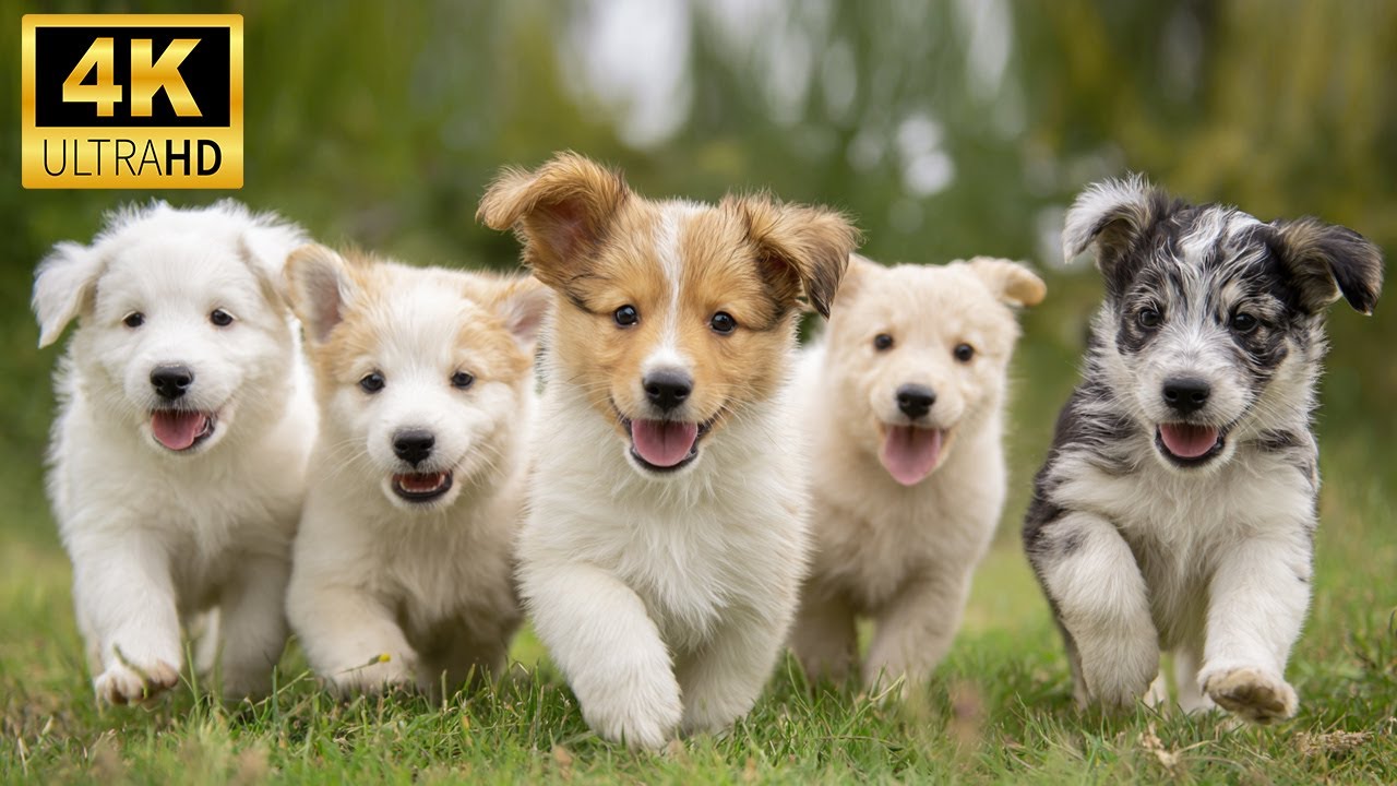 Baby Animals 4K | Life Begins Here | Explore The Big Family Of Beautiful Natural Animal World #2