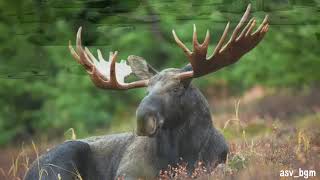 Moose in the wild |Moose are Absolute Units