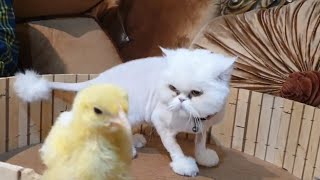 Daily life of cat and babychicks#cat #babychiken #chicks