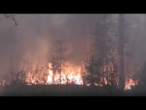 Video: Si Të Shpëtojmë Pyjet Nga Zjarret