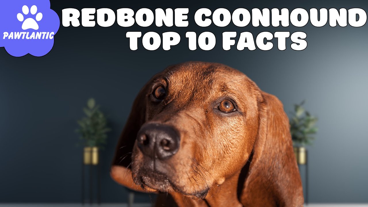 Redbone Coonhound - Top 10 Facts | Dog Facts - YouTube