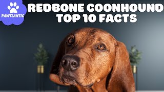 Redbone Coonhound - Top 10 Facts | Dog Facts