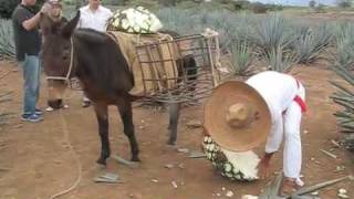How To Make Tequila