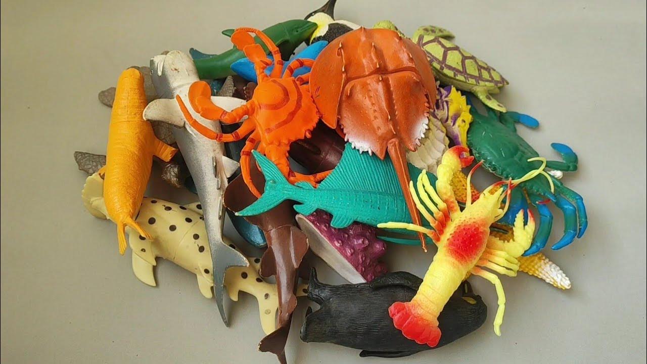 dolphin,crab, shark, starfish, seahorse, turtle,sawfish, sailfish