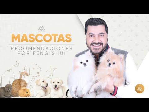 Vídeo: Com Triar Una Mascota De Feng Shui