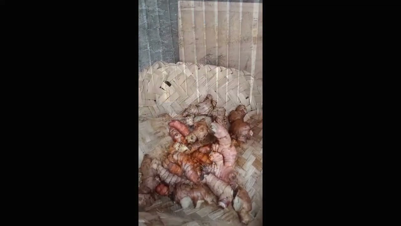 SURVIVAL COOKING CHOPPED CHICKEN IN THE VILLAGE ALA EMPIRE