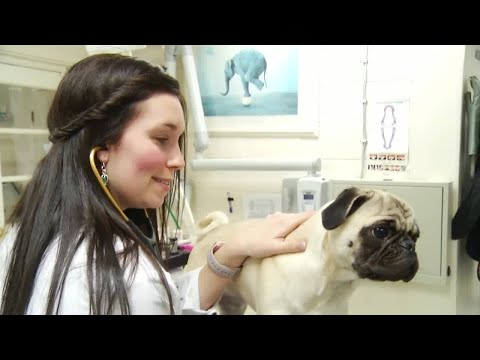 Video: Flu Anjing - Gejala Flu Anjing