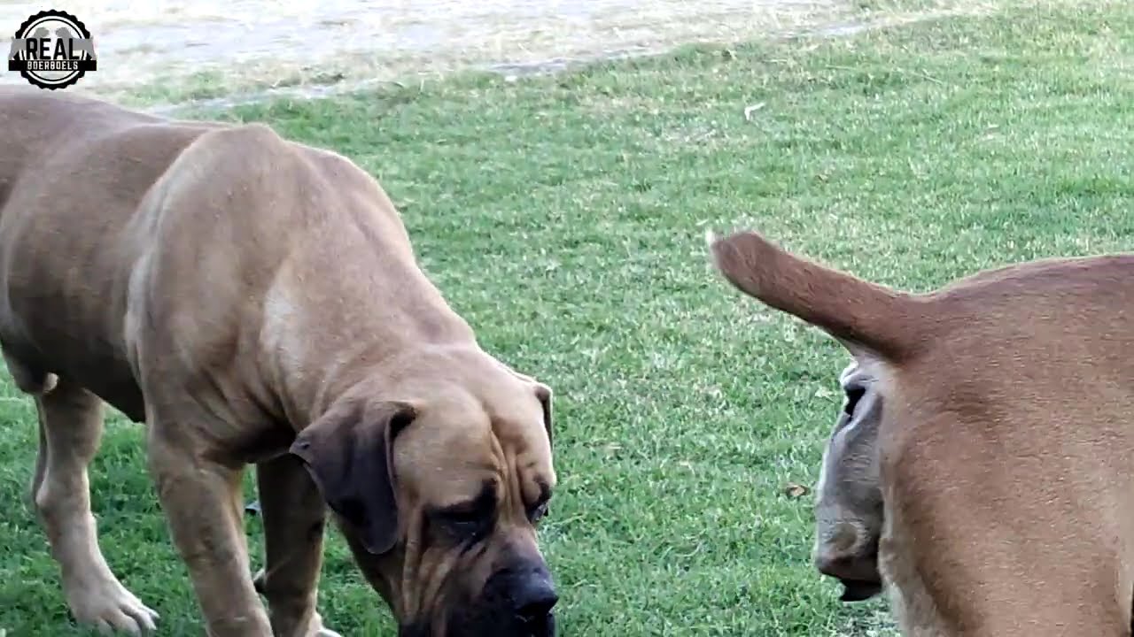 Real Boerboels - My Dog Is Getting Old