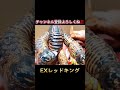 ソフビ紹介　#大怪獣バトル #宝探し #昭和レトロ #ultraman #奥特曼 #ウルトラマンオメガ #EXレッドキング