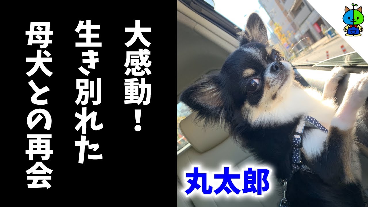 犬 ももか チャンネル 小さい身体でも、魅力は盛りだくさん♪ チワワの性格や特徴、寿命などをご紹介