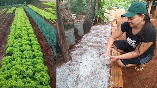 NÃO use CALCÁRIO na HORTA antes de ver esse vídeo! VIDA VERDE SISTEMAS SUSTENTÁVEIS