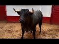 La mxico 2024  6ta corrida  entorilamiento de los toros de pozohondo  dom18 de febrero