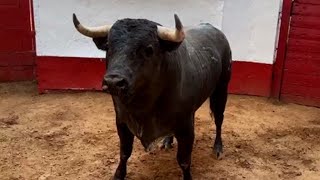 LA MÉXICO 2024 - 6ta corrida | Entorilamiento de los toros de Pozohondo - Dom.18 de febrero