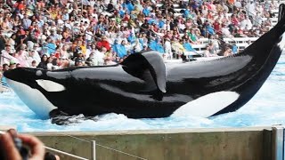 SeaWorld Orca Encounter