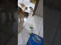 lagi pada liat apaan cing #shortcat #cat