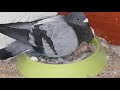 Como hacer un nidal para palomas