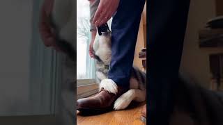 He really doesn't want to let him leave...😭 Look at that face. #shorts