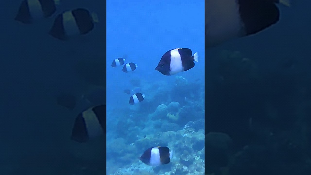 🤿 Cardumen de peces mariposa pirámide / Pyramid butterflyfish shoal 