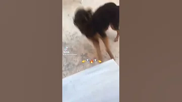 هاسكي جيرمن شيبرد 