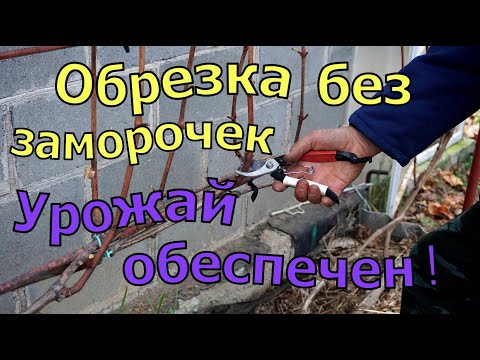 Виноград .Обрезка на быструю руку.