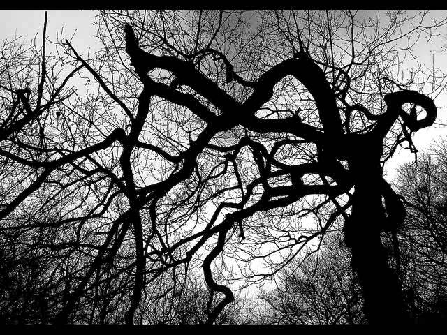 Life Of Agony - Angry Tree