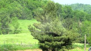 PINE POLLEN BLOWN BY THE WIND