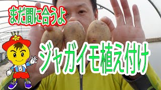 【自然栽培12】ジャガイモ栽培して17年目になります。無肥料、無農薬でジャガイモ栽培を成功させよう！！