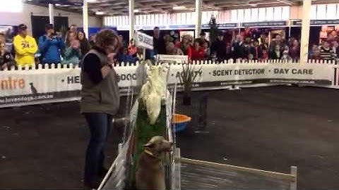 Duck Herding at the Royal