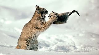 РЫСИ - Хорошо утепленные кошки на снегоступах гоняют койотов и ловят оленей!