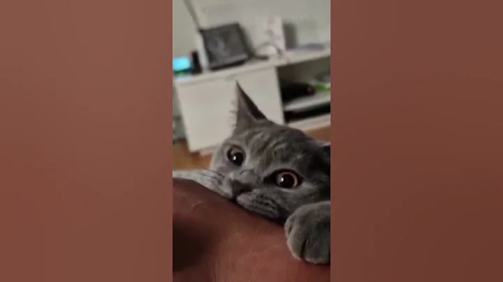 Video 8979341: british shorthair blue kitten, british shorthair kittens playing, britishshorthair cutecat, british hair, cat fun