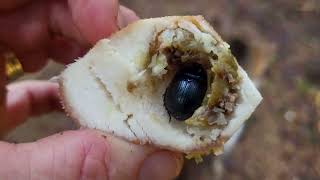 Mushroom hunting: What did I find in the tail of a boletus?