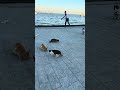 Cats (2026-04-06, Fındıklı Kabataş Park, Istanbul, Turkey) [4K]