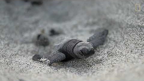 Light Pollution 101 | National Geographic