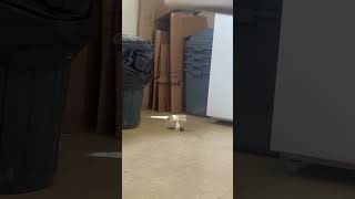 Guy Catches a Mouse Using a Homemade Trap
