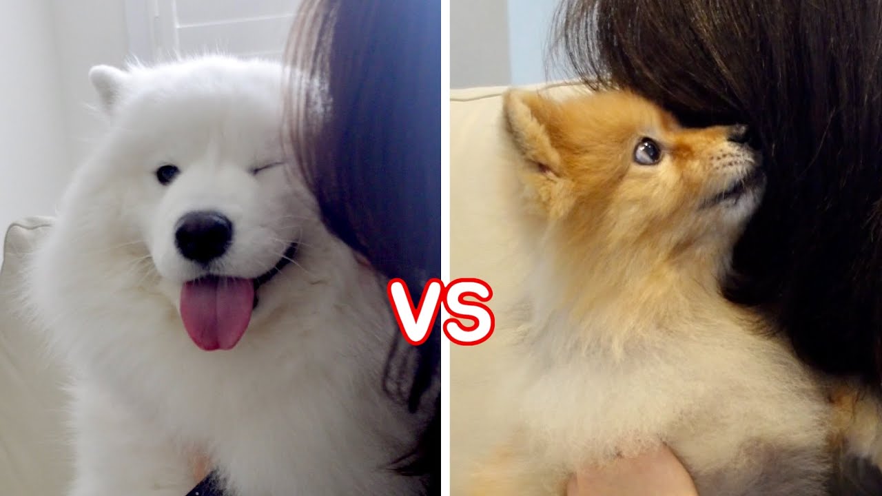 ⁣My Dog Reacts To A Kiss (Mom VS Dad)