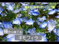【ネモフィラを種から育てる】ネモフィラ　種まき・発芽・ポット上げ　＃１