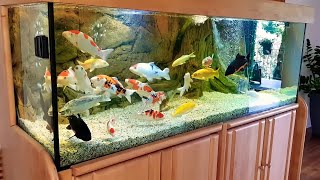 Tips memelihara ikan koi di aquarium dengan benar part2